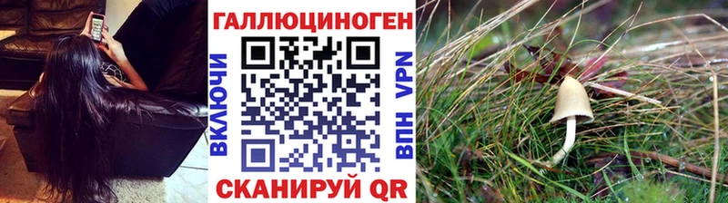 Псилоцибиновые грибы Psilocybe  закладки  Болгар 